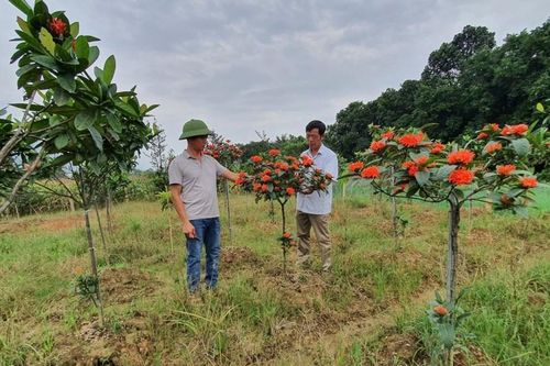 Trồng cây cảnh, hoa đẹp như phim, cả làng ở Hà Giang giàu lên