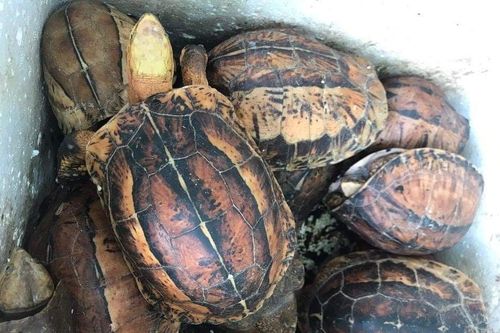 Việt Nam đạt kết quả đáng khích lệ trong công tác xử lý tội phạm về động vật hoang dã