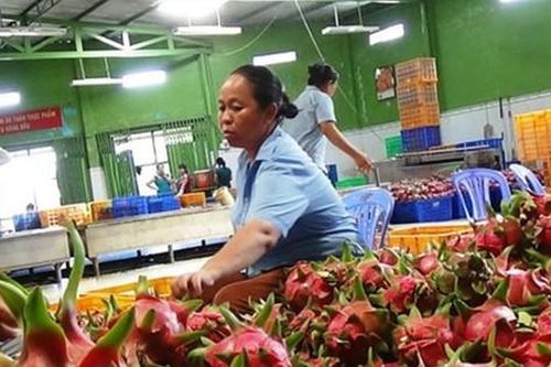 Vì sao siêu thị Anh dừng bán thanh long Việt?