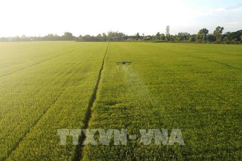 Xuống giống vụ Đông Xuân 3 đợt tránh khô hạn