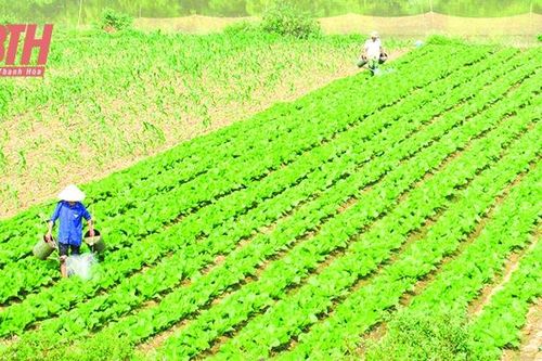 Chuẩn bị các điều kiện cho sản xuất cây trồng vụ đông