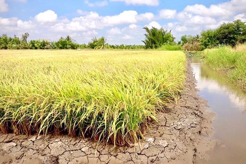 Angimex chung tay xây dựng mô hình nâng cao hiệu quả chuỗi giá trị lúa gạo