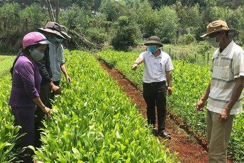 Phát triển lâm nghiệp theo hướng bền vững