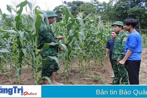 Mang giống lúa, ngô năng suất cao lên vùng biên giới