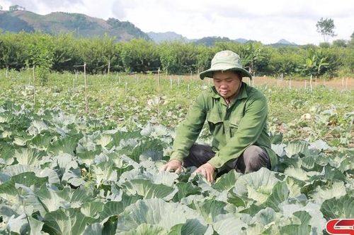 Xây dựng vùng chuyên canh rau an toàn