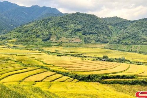 Mùa vàng ở Ngọc Chiến