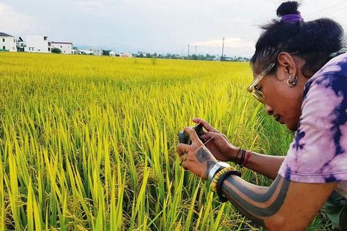 Ruộng lúa kể chuyện nghệ thuật