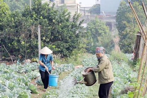 Nhân rộng mô hình sản xuất an toàn thực phẩm