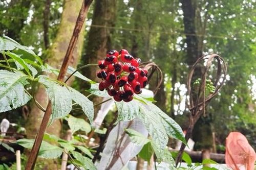 Quảng Nam: Xác minh đơn tố giác về một dự án trồng sâm Ngọc Linh