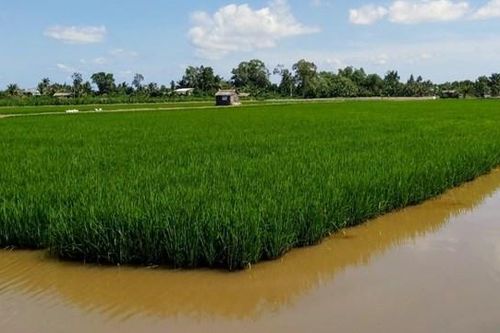 Xung quanh vụ đấu thầu lúa giống tại Cà Mau: Phát hiện những dấu hiệu bất thường