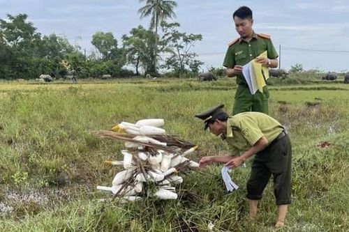 Cận cảnh cán bộ Kiểm lâm Huế tháo dỡ, tiêu hủy hàng trăm dụng cụ bẫy chim trời
