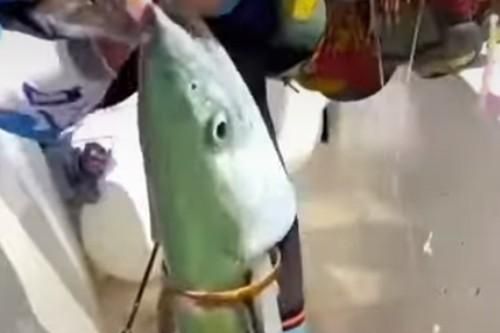 Kỳ quái chuyện 'cá thành tinh' tự mang vàng chuộc thân
