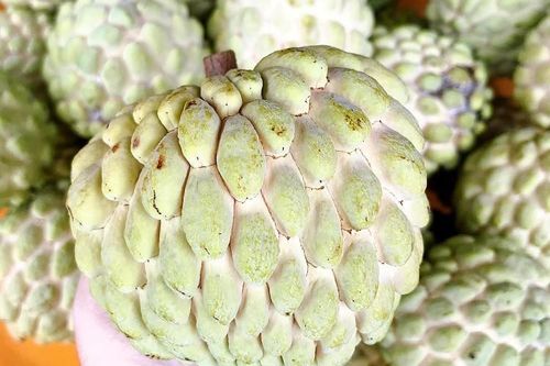Loại cây xưa bị chặt bỏ mang đấu giá 100 triệu đồng/quả