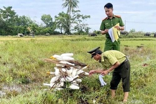 Thừa Thiên – Huế tiêu hủy hàng trăm dụng cụ bẫy chim trời
