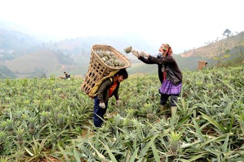Thắm tình kết nghĩa nơi phên giậu