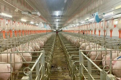 Hoàng Anh Gia Lai (HAG) chỉ còn hơn 50 triệu tiền mặt cuối Q2, 2 kỳ liên tiếp chưa trả lãi trái phiếu