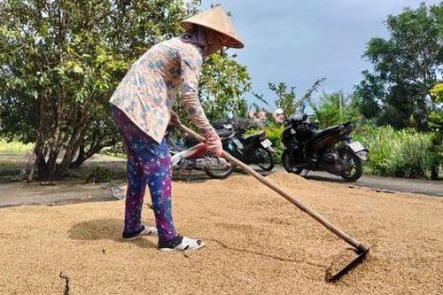 Đề nghị điều tra những bất thường trong đấu thầu mua lúa giống, phân bón tại Cà Mau