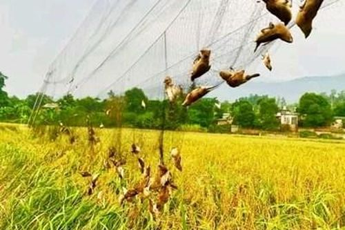 Nhiều tỉnh miền Trung khuyến cáo người dân không mua, bán các loài chim hoang dã để phóng sinh