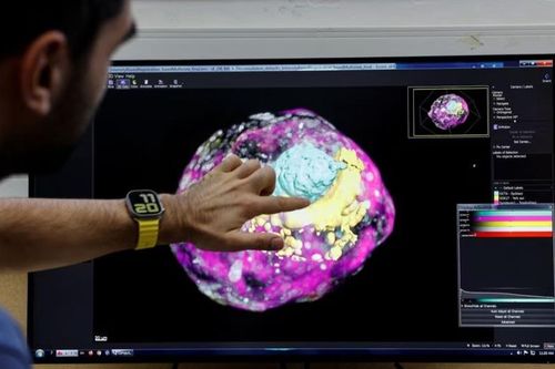 Israel tạo ra mô hình phôi thai không cần trứng và tinh trùng