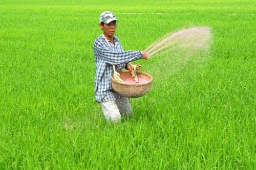 Giá ure trong nước những tháng cuối năm sẽ như nào?