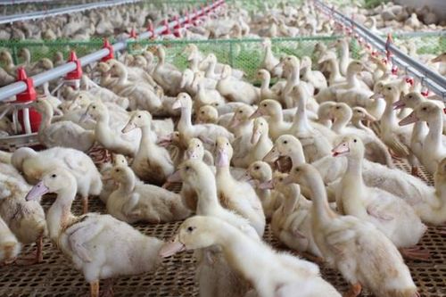 Công nghệ mới giúp phát hiện sớm virus Tembusu trên vịt nuôi