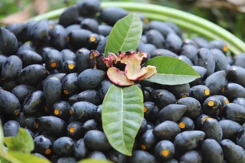 Ăn trám có thực sự tốt không? Những lợi ích khi ăn quả trám