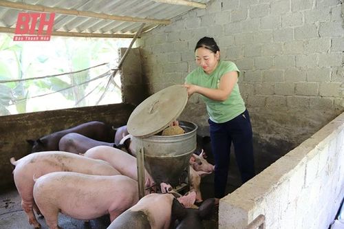 Chuyện thoát nghèo của Tổ hợp tác chăn nuôi lợn nái sinh sản làng Gió