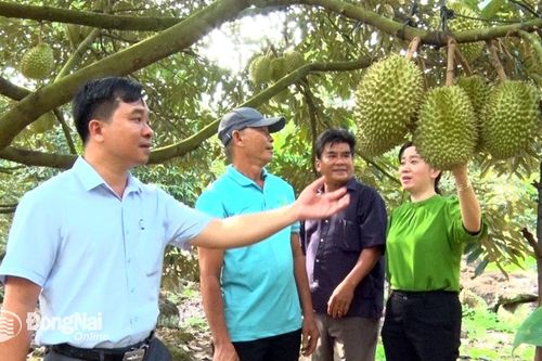Trồng sầu riêng trên vùng Núi Đỏ