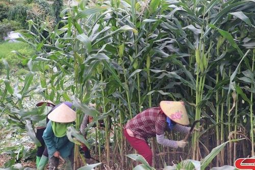 Tăng giá trị kinh tế từ trồng ngô sinh khối