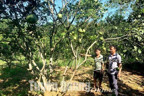 Phát triển cây ăn quả bền vững: Đâu là giải pháp?