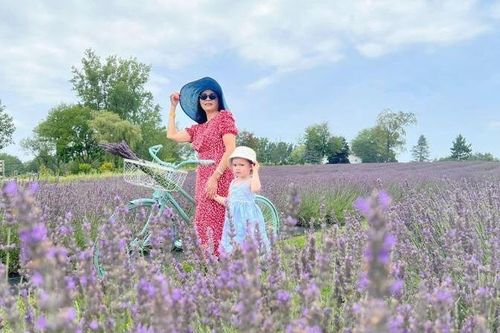 Bí mật oải hương - lavender