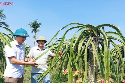 Tìm lối đi cho trái thanh long