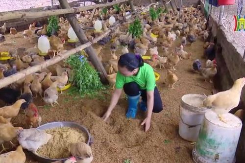 Xử lý môi trường nông thôn | Ứng phó với biến đổi khí hậu | 08/09/2023