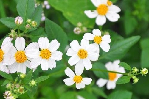 Cây xuyến chi có tác dụng gì?