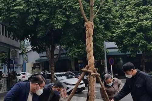 Đã xử lý triệt để hiện tượng trám gốc cây ở Làng Quốc tế Thăng Long