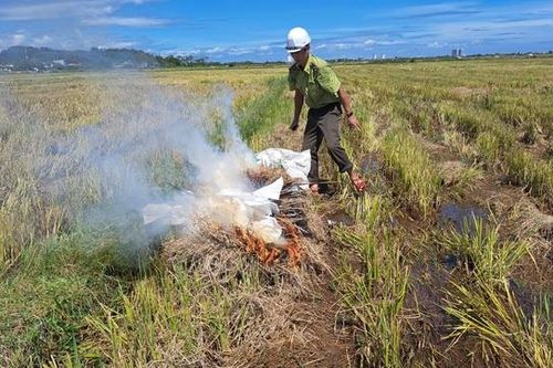 Tiêu hủy hàng trăm dụng cụ bẫy, giải cứu chim trời