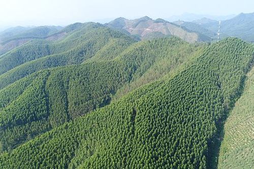 Hàng trăm ha đất do Công ty Lâm nghiệp Đông Bắc quản lý bị lấn chiếm