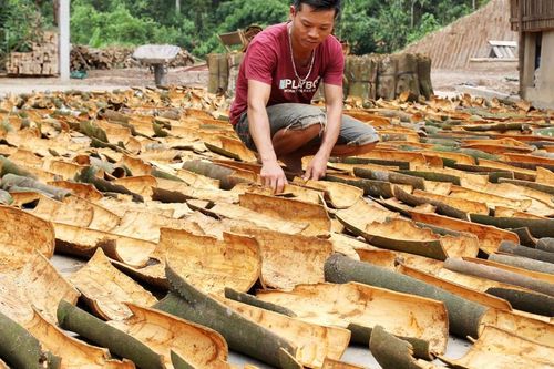 Xuất khẩu quế tăng mạnh nhưng giá giảm sâu so với 2022