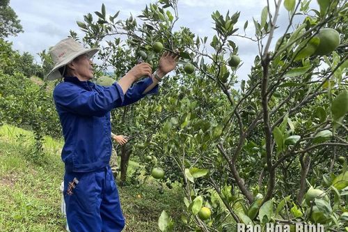 Ôn Châu là giống quýt gì, ăn ngon cỡ nào giá 35.000 đồng/kg?