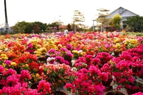 Trồng hoa giấy la liệt khắp nơi, cả làng ở Bến Tre giàu lên