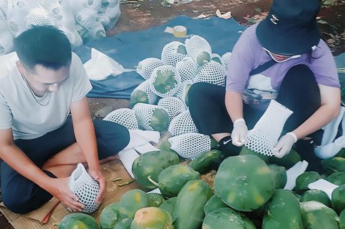 Nông dân Nghệ An phấn khởi vì quả đu đủ 'cháy hàng'