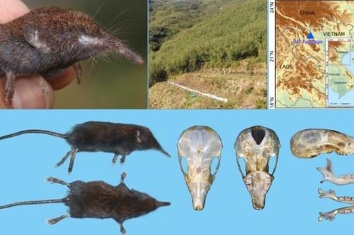 Lào Cai: Phát hiện loài Chuột chũi vòi mới trong Vườn quốc gia Hoàng Liên