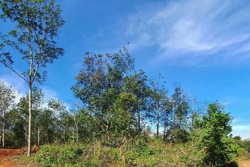Công an vào cuộc vụ cấp 'sổ đỏ' trên đất rừng trái quy định
