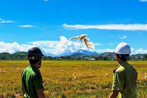 Lội đồng 'phóng sinh' chim mắc bẫy