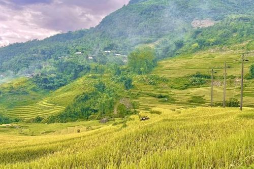 Sa Pa mùa lúa chín - Vẻ đẹp bình yên thiên nhiên ban tặng