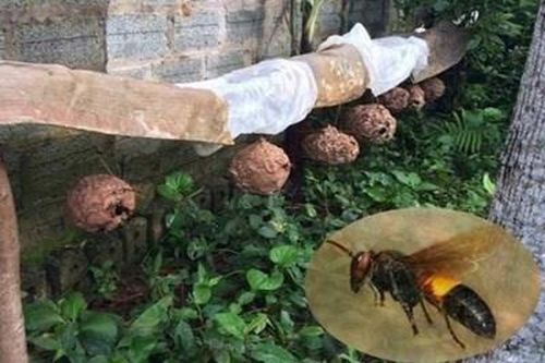 Ra vườn chặt chuối, cụ bà 90 tuổi bị đàn ong vò vẽ đốt nguy kịch