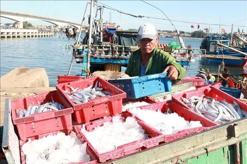 Sản lượng thủy sản của Quảng Trị giảm