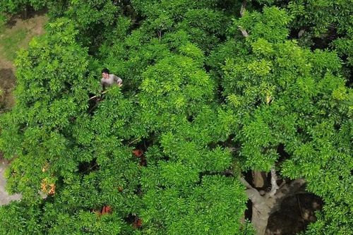 Nghề 'vạch lá hái vàng đen' vào mùa, tiền công gần triệu đồng/ngày vẫn thiếu người làm