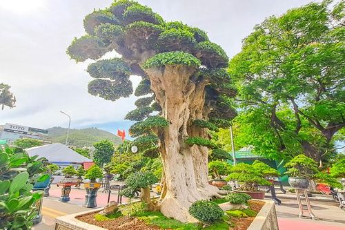 Chiêm ngưỡng cây duối khủng, khách trả 23 tỷ đồng nhưng chủ chưa bán