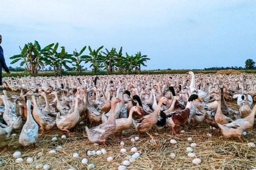 Ngành trứng thủy cầm lao đao, vì sao?